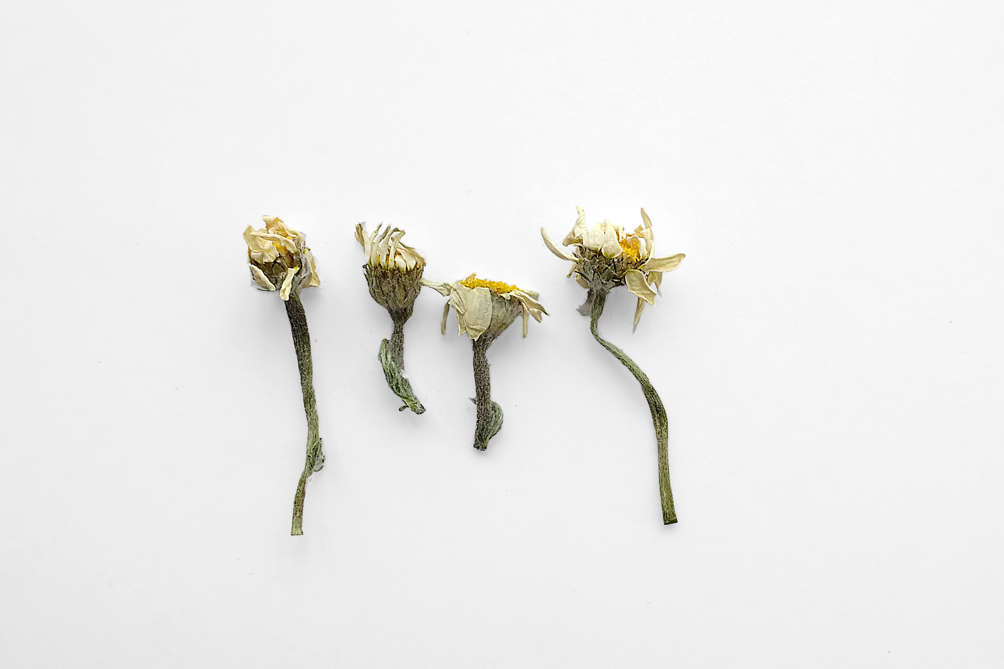 Flores amarillas (II)