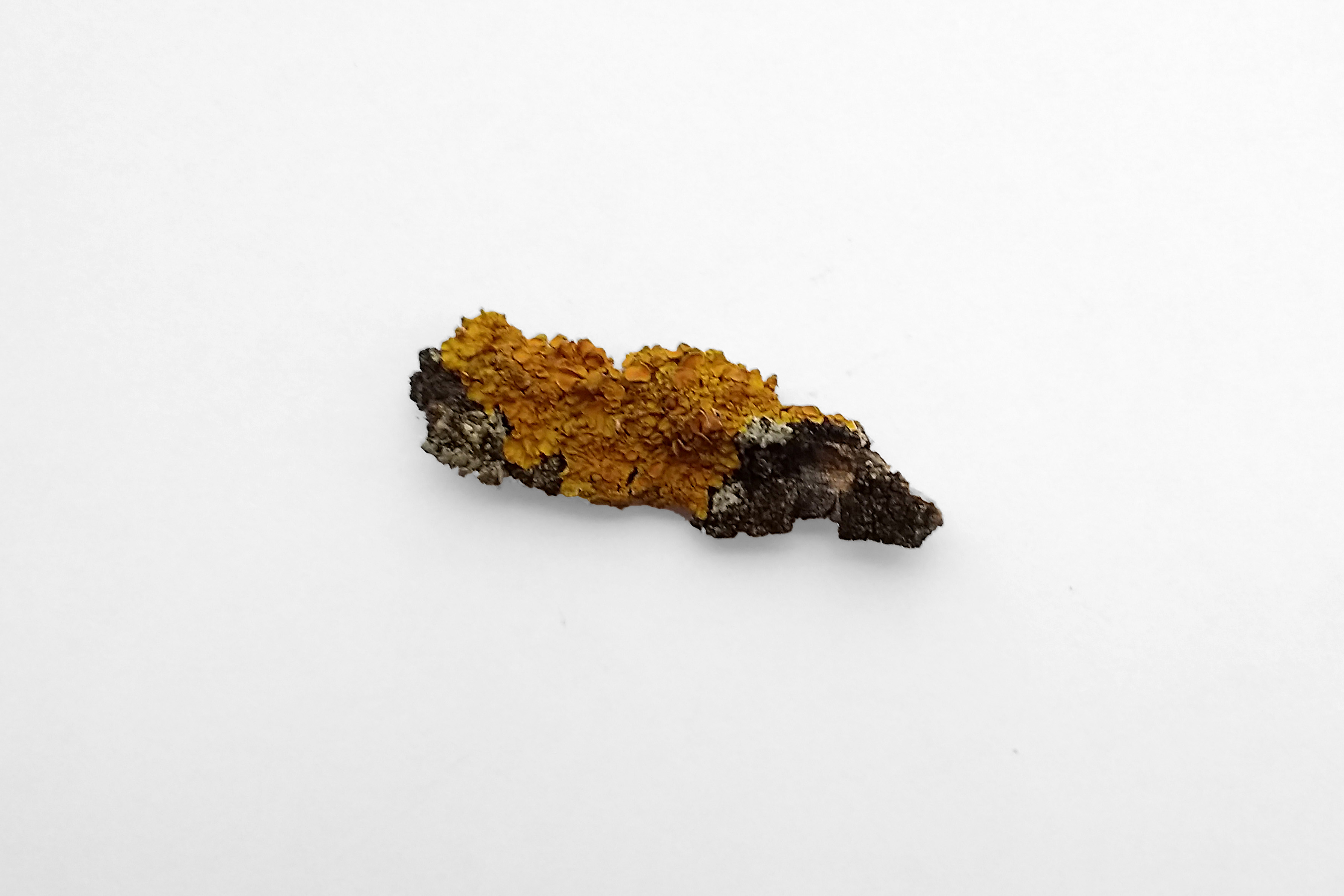 Liquen en corteza (II)