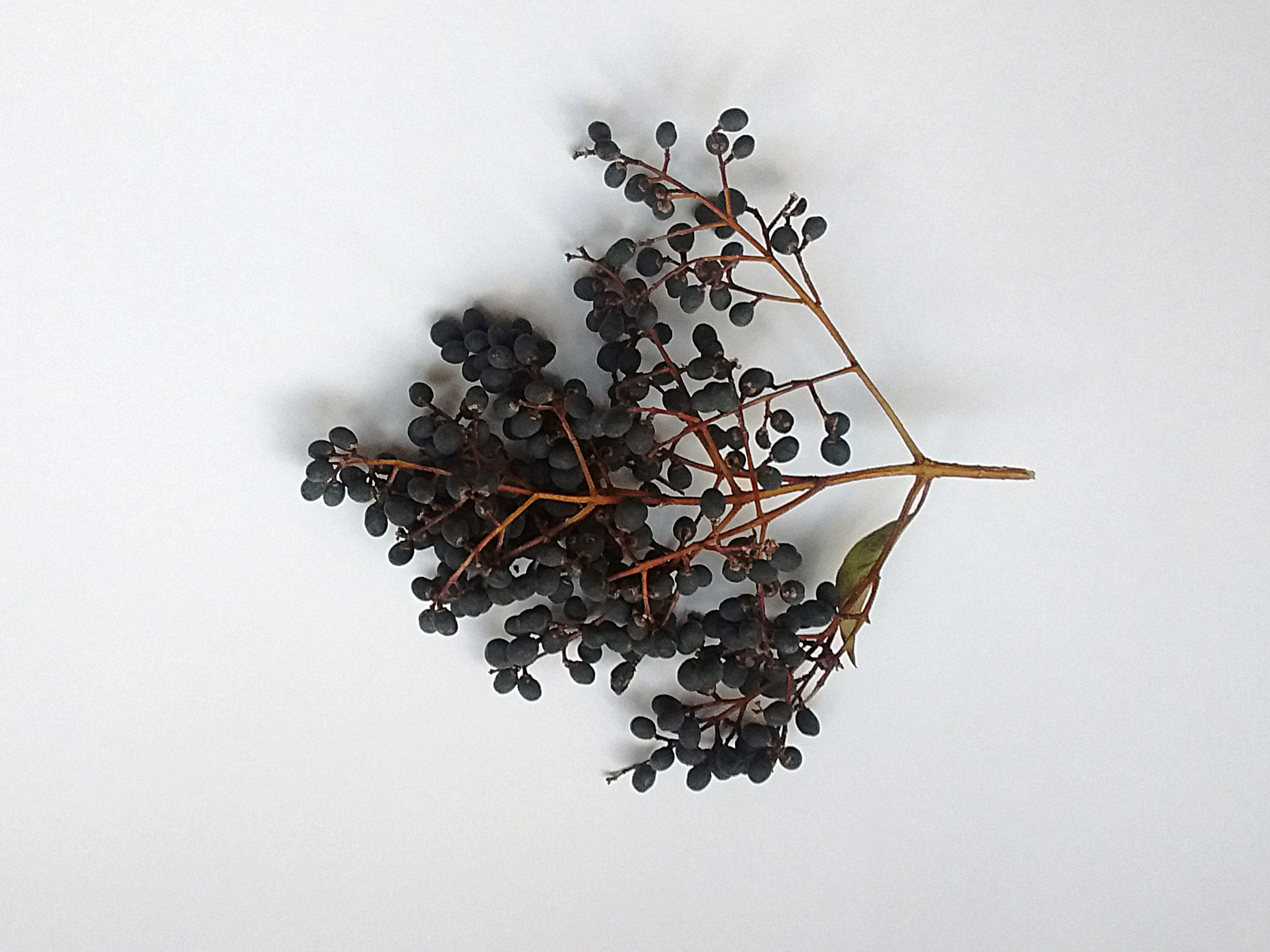 Bolas de árbol pequeñas