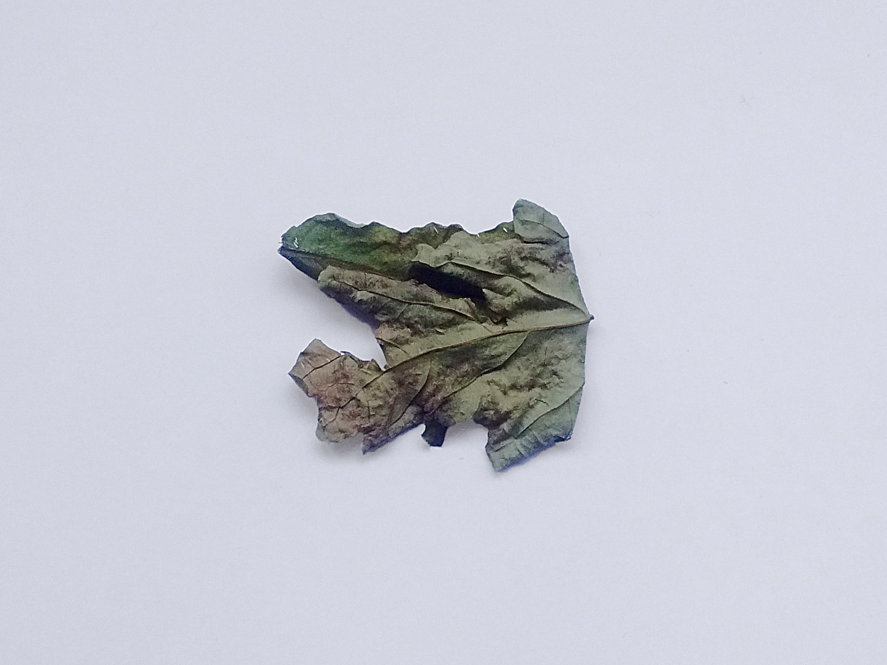 Hoja de Roble