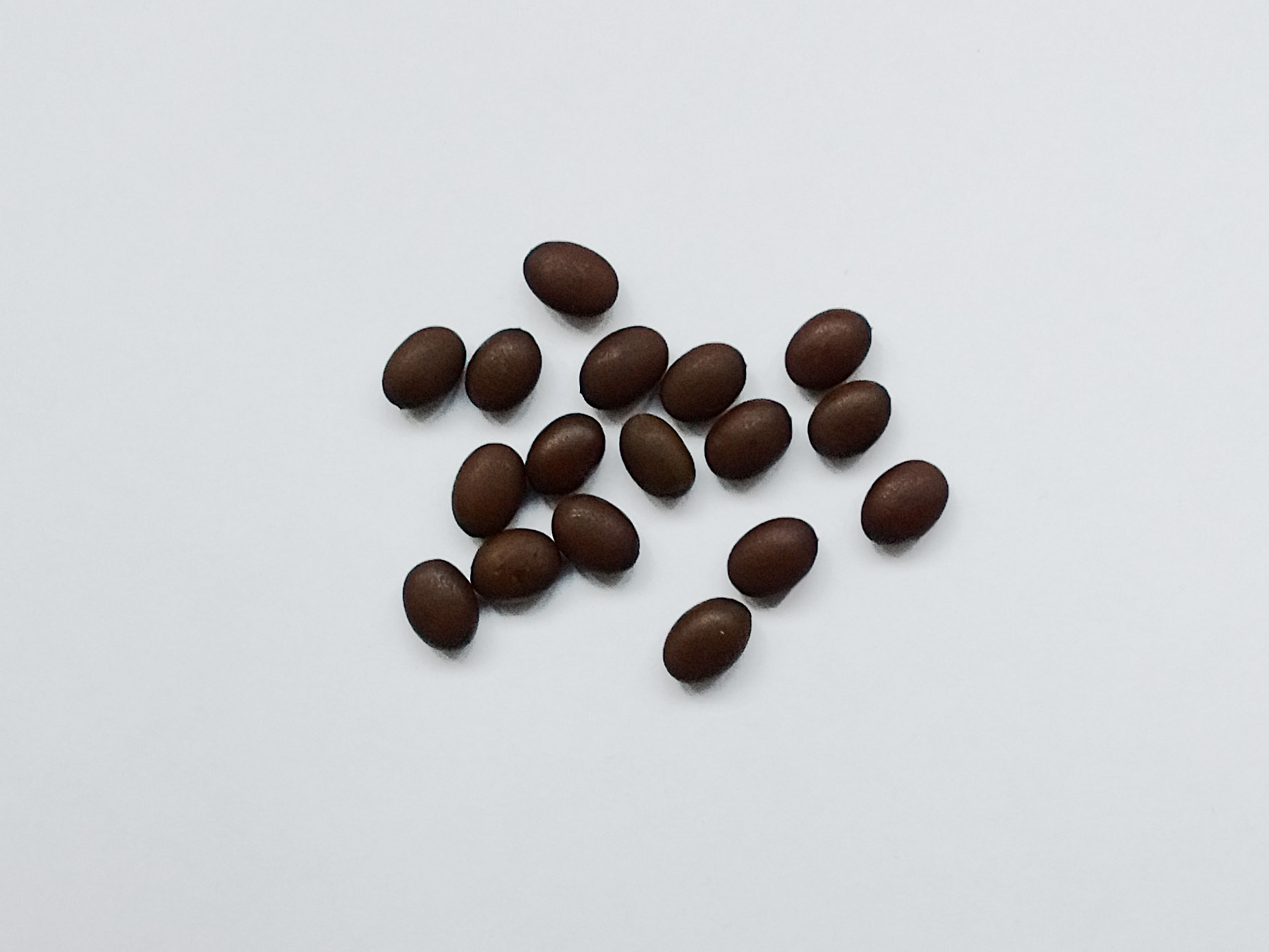 Semillas de algarrobo